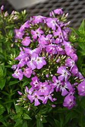 Flame Pro Violet Charm Garden Phlox (Phlox paniculata 'Flame Pro Violet Charm') at A Very Successful Garden Center