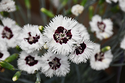 Star Single Stargazer Pinks (Dianthus 'Wp13 Gil05') at A Very Successful Garden Center