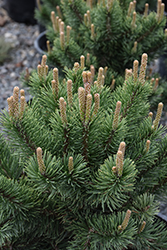 Lakeview Mugo Pine (Pinus mugo 'Lakeview') at A Very Successful Garden Center
