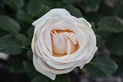 Easy Spirit Rose (Rosa 'WEKmereadoit') at A Very Successful Garden Center