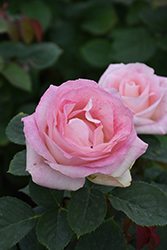 Painted Porcelain Rose (Rosa 'WEKmostadabre') at Lakeshore Garden Centres