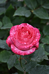 Love At First Sight Rose (Rosa 'WEKmedatasy') at Lakeshore Garden Centres