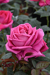 All My Loving Rose (Rosa 'FRYrapture') at Stonegate Gardens