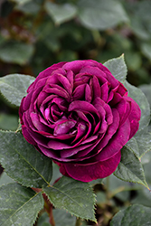 Celestial Night Rose (Rosa 'WEKebtigrad') at Lakeshore Garden Centres