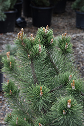 La Cabana Mugo Pine (Pinus mugo 'La Cabana') at A Very Successful Garden Center