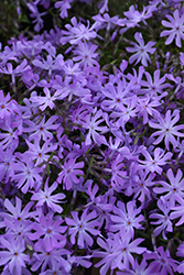 Bedazzled Lavender Phlox (Phlox 'Bedazzled Lavender') at Stonegate Gardens