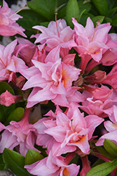 Electric Lights Double Pink Azalea (Rhododendron 'UMNAZ 493') at A Very Successful Garden Center