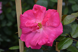 Highwire Flyer Rose (Rosa 'Radwire') at A Very Successful Garden Center