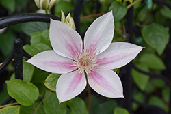 Corinne Clematis (Clematis 'Evipo063') at A Very Successful Garden Center