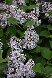 Little Darling Lilac (Syringa 'SMSDTL') at A Very Successful Garden Center