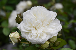 Grace N' Grit White Rose (Rosa 'Meidyceus') at A Very Successful Garden Center