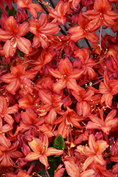 Electric Lights Red Azalea (Rhododendron 'UMNAZ 502') at A Very Successful Garden Center