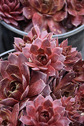 SuperSemp Ruby Hens And Chicks (Sempervivum 'SuperSemp Ruby') at Lakeshore Garden Centres