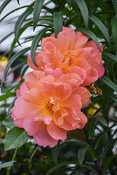 Marmalade Dream Rose (Rosa 'Marmalade Dream') at Stonegate Gardens