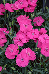 Mad Magenta Pinks (Dianthus 'Mad Magenta') at A Very Successful Garden Center