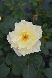 Yukon Sun Rose (Rosa 'Yukon Sun') at A Very Successful Garden Center