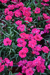 Beauties Tiiu Pinks (Dianthus 'Hilarian') at A Very Successful Garden Center