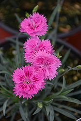 Pink Fire Pinks (Dianthus 'Pink Fire') at Stonegate Gardens