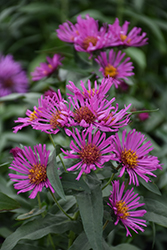 Pink Beauty Aster (Symphyotrichum 'Pink Beauty') at A Very Successful Garden Center