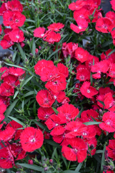 Beauties Tyra Pinks (Dianthus 'HILBEATYR') at A Very Successful Garden Center