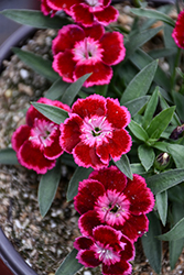 Beauties Olivia Cherry Pinks (Dianthus 'Hilbeaolcher') at Stonegate Gardens