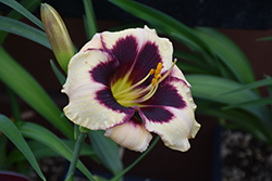 Celebration Of Angels Daylily (Hemerocallis 'Celebration Of Angels') at A Very Successful Garden Center