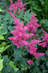 Younique Ruby Red Astilbe (Astilbe 'VersRed') at Green Thumb Garden Centre
