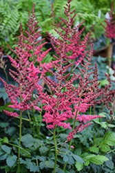 Hot Pearls Chinese Astilbe (Astilbe chinensis 'Hot Pearls') at A Very Successful Garden Center