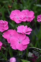 Beauties Kate Pinks (Dianthus 'Hilbeakate') at A Very Successful Garden Center