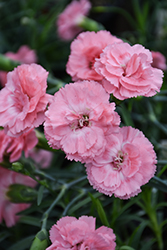 Scent First Tall Romance Pinks (Dianthus 'Wp09 Wen04') at Lakeshore Garden Centres