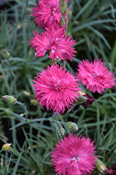 Pink Princess Carnation (Dianthus caryophyllus 'Pink Princess') at A Very Successful Garden Center