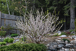 Pink Candles Nanking Cherry (Prunus tomentosa 'Pink Candles') at A Very Successful Garden Center