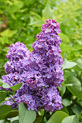 Scentara Pura Lilac (Syringa x hyacinthiflora 'SMNSHSO') at Stonegate Gardens