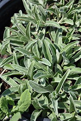 Silver Speedwell (Veronica spicata ssp. incana) at Stonegate Gardens