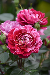 Candy Sunblaze Rose (Rosa 'Meidanclar') at A Very Successful Garden Center