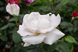 World War II Memorial Rose (Rosa 'Wezgrey') at Lakeshore Garden Centres