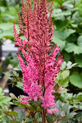 Mighty Chocolate Cherry Chinese Astilbe (Astilbe chinensis 'Mighty Chocolate Cherry') at Lakeshore Garden Centres