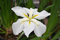 Gold Bound Japanese Iris (Iris ensata 'Gold Bound') at A Very Successful Garden Center