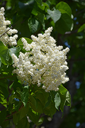 Summer Storm Japanese Tree Lilac (Syringa reticulata 'Summer Storm') at A Very Successful Garden Center