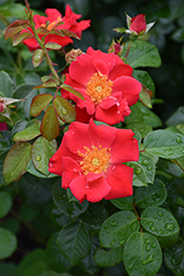 Golden Eye Rose (Rosa 'Golden Eye') at A Very Successful Garden Center