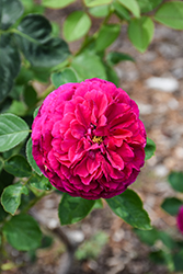 Falstaff Rose (Rosa 'Ausverse') at A Very Successful Garden Center