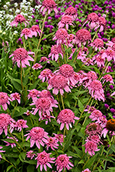 Cone-fections Pink Double Delight Coneflower (Echinacea purpurea 'Pink Double Delight') at Lakeshore Garden Centres