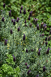 Violeta Purple XL Lavender (Lavandula stoechas 'Violeta Purple XL') at A Very Successful Garden Center