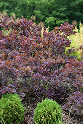 Velveteeny Purple Smokebush (Cotinus coggygria 'Cotsidh5') at Stonegate Gardens