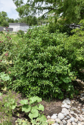Bergeson Compact Dogwood (Cornus sericea 'Bergeson Compact') at Lakeshore Garden Centres