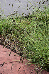 Freeda Compact Black Caterpillar Grass (Harpochloa falx 'Compact Black') at Stonegate Gardens