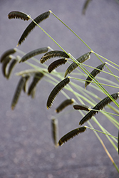 Freeda Compact Black Caterpillar Grass (Harpochloa falx 'Compact Black') at A Very Successful Garden Center