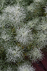 Sea Foam Sage (Artemisia versicolor 'Sea Foam') at A Very Successful Garden Center