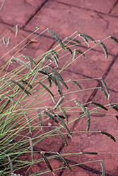 Freeda Compact Black Caterpillar Grass (Harpochloa falx 'Compact Black') at A Very Successful Garden Center