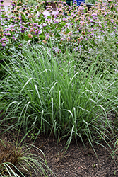 Thin Man Golden Prairie Grass (Sorghastrum nutans 'Thin Man') at A Very Successful Garden Center